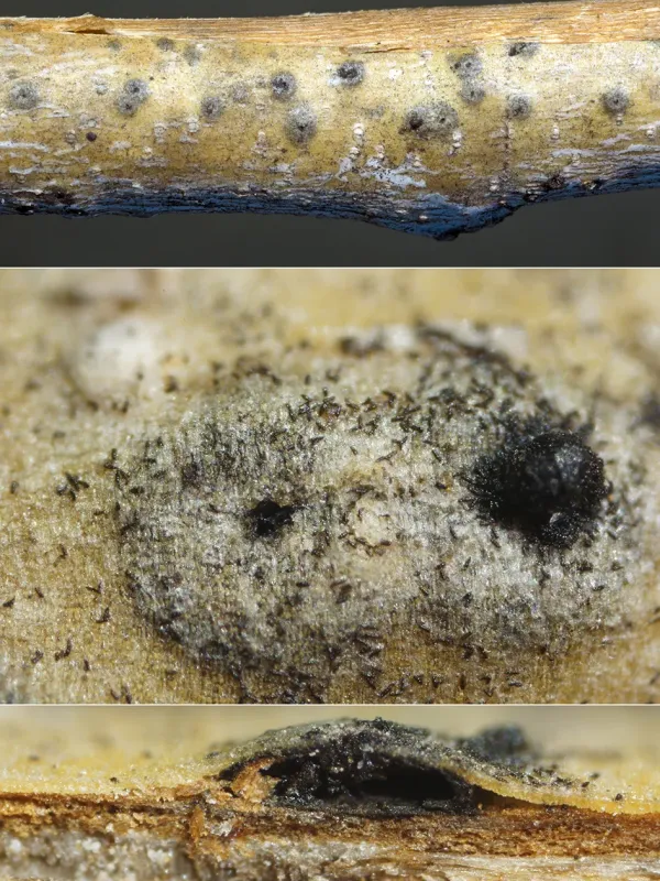 Macrodiplodiopsis dasmazieresii