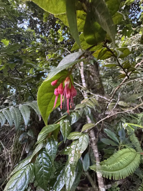 Hirtella rugosa
