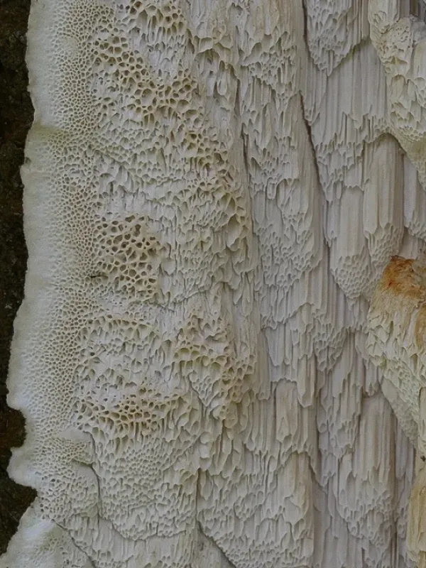 Oxyporus latemarginatus