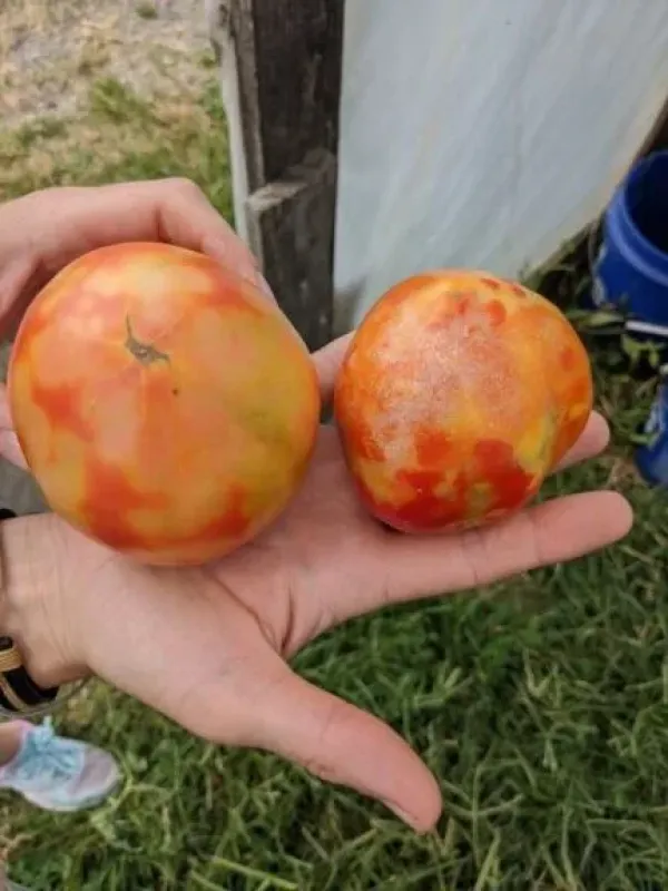 Tomato spotted wilt virus