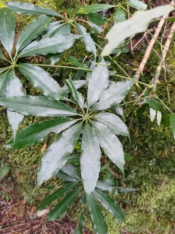 Heptapleurum taiwanianum