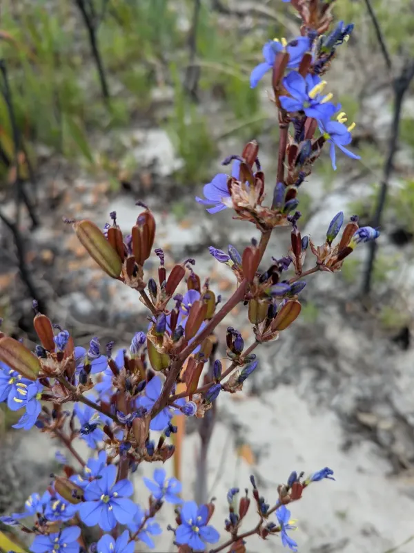 Aristea bakeri