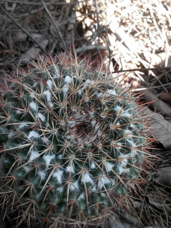 Mammillaria gigantea