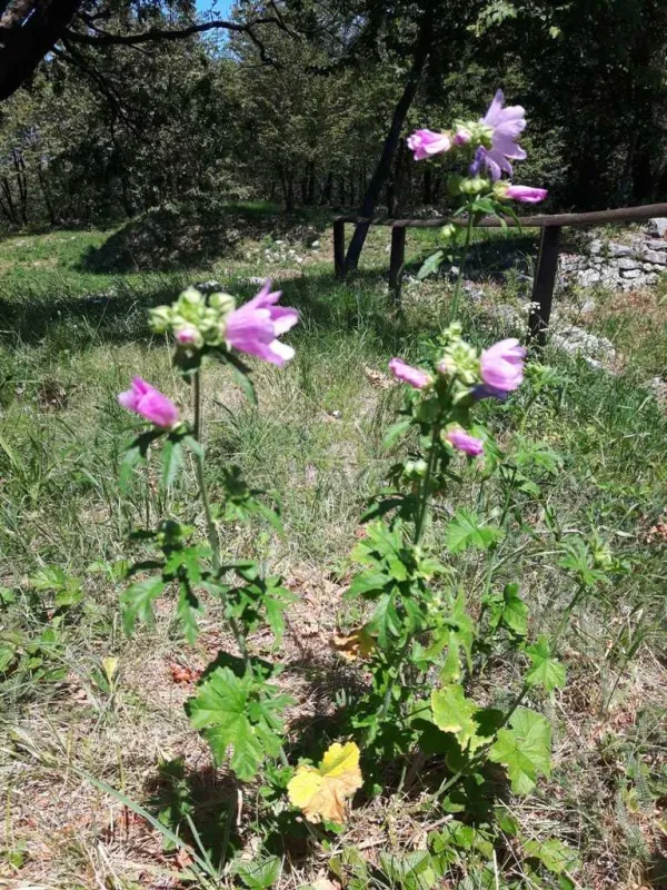 Musk mallow