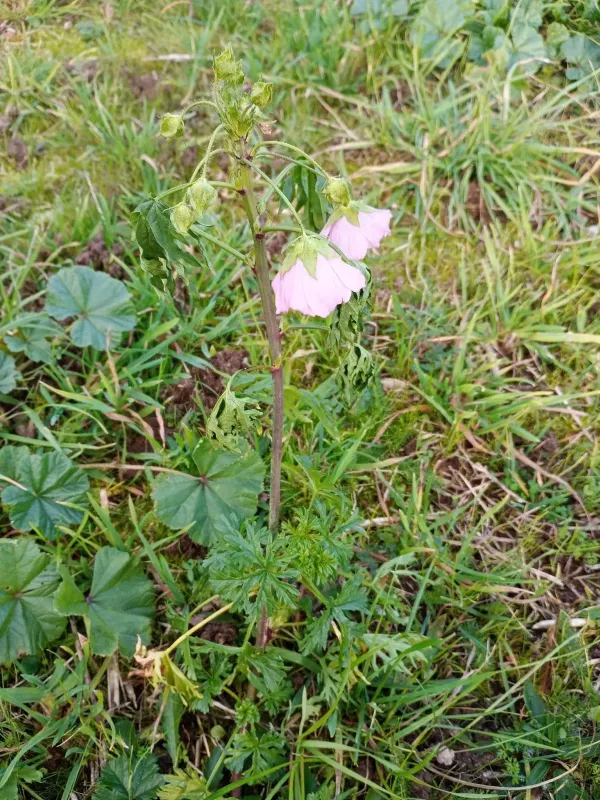Musk mallow