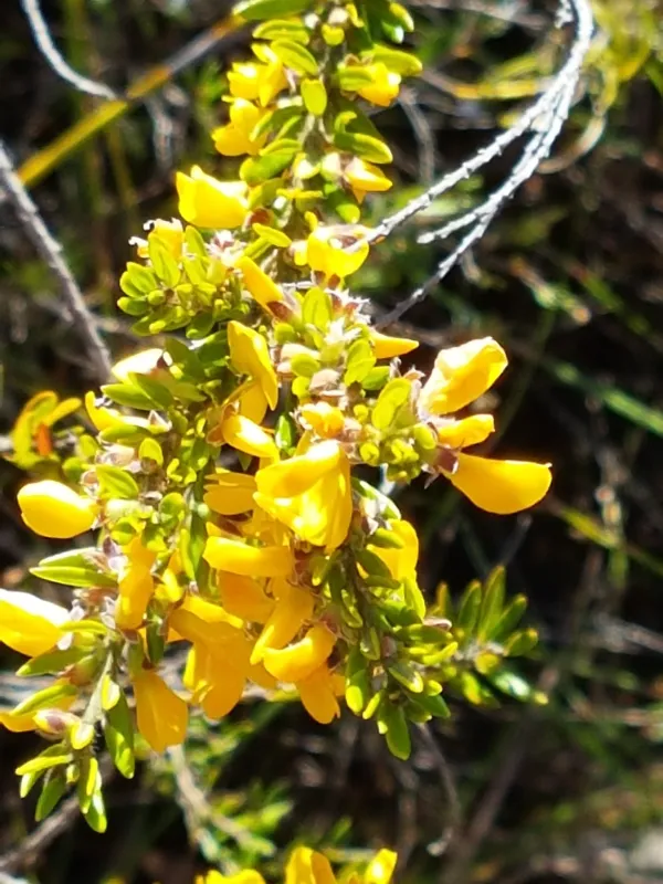 Dillwynia glaberrima