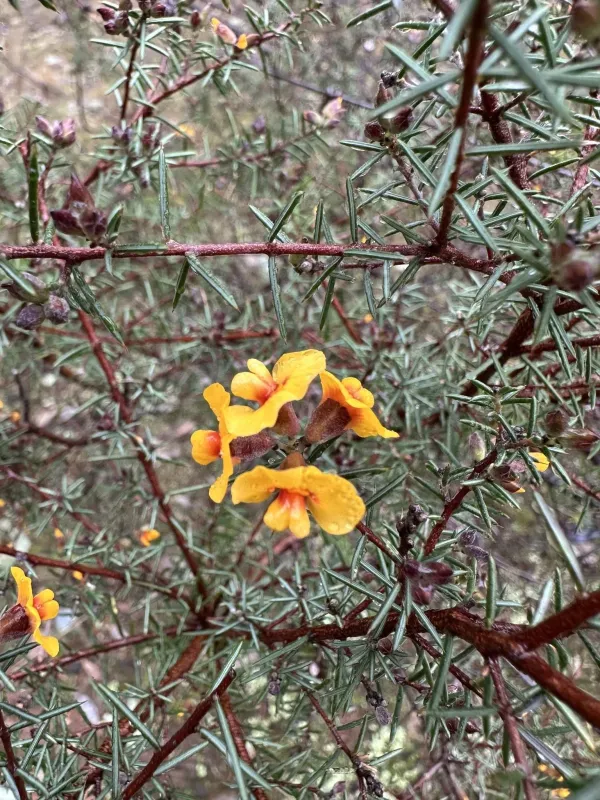 Dillwynia sieberi
