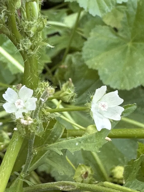 Low mallow