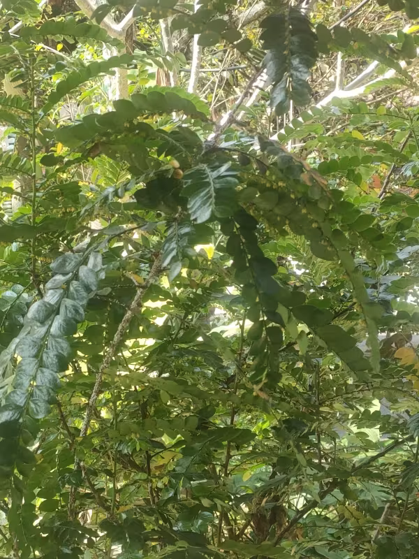 Phyllanthus buxifolius