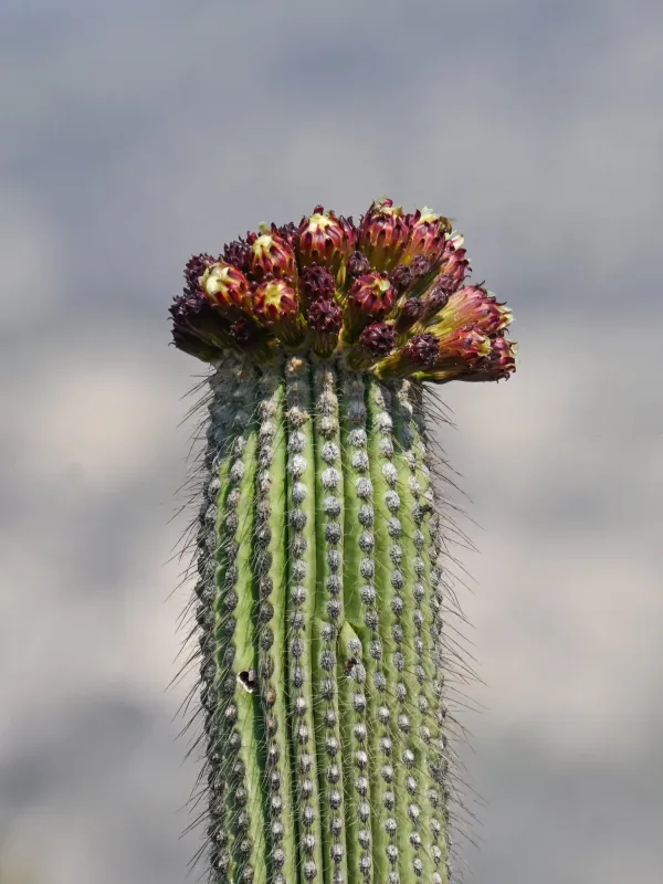 Cephalocereus tetetzo