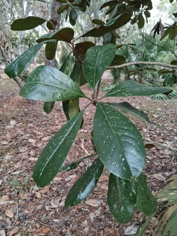 Manglietia