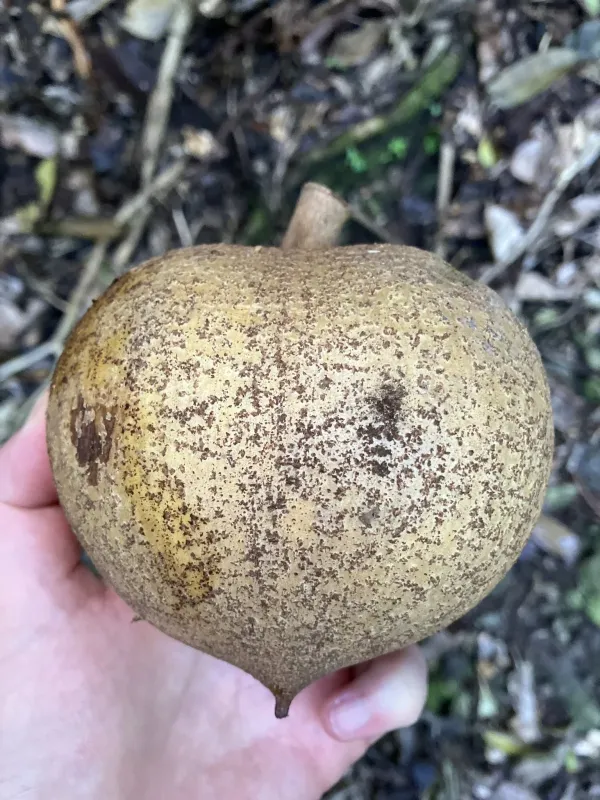 Mamey apple