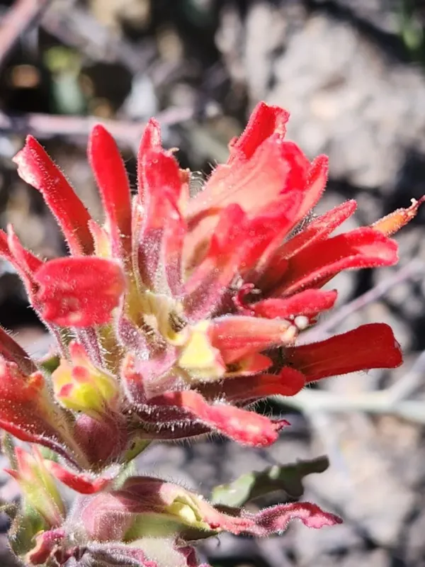 Martin's Paintbrush