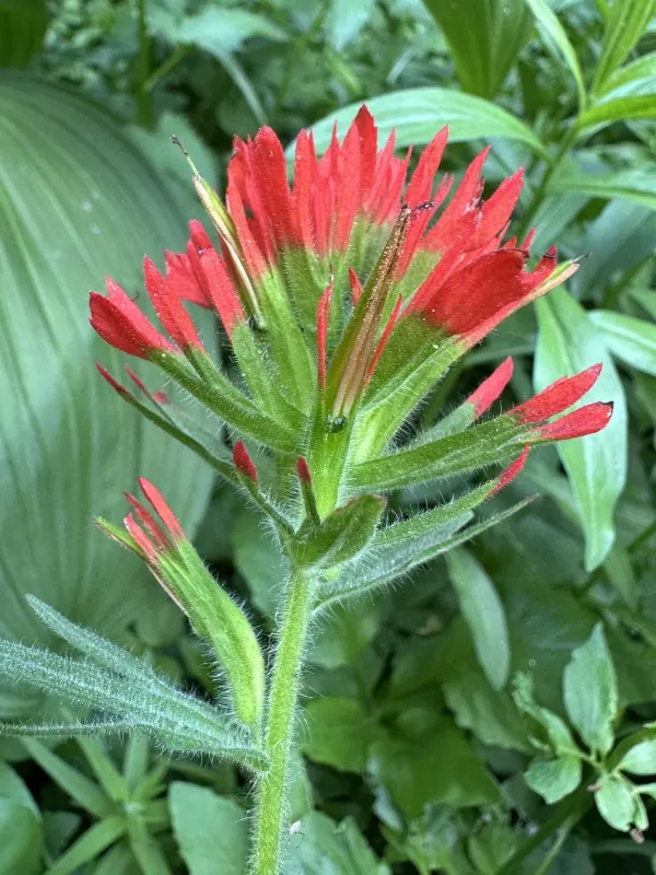 Suksdorf's Indian paintbrush