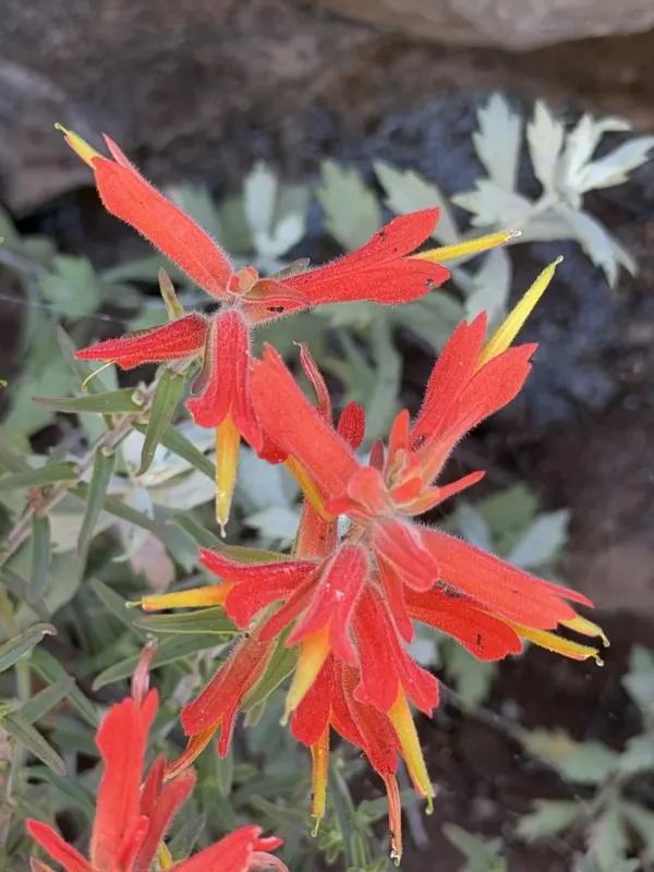 Castilleja tenuiflora