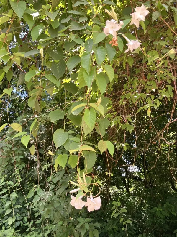 Mandevilla amabilis