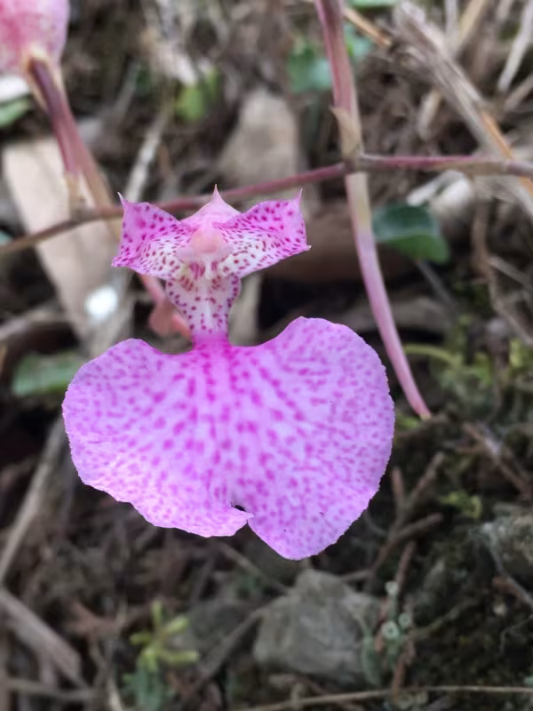 Comparettia macroplectron