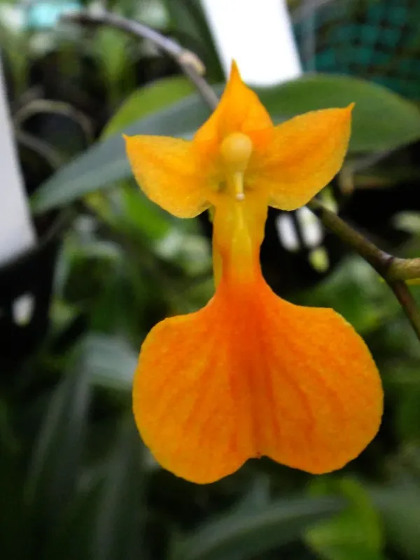 Comparettia ignea