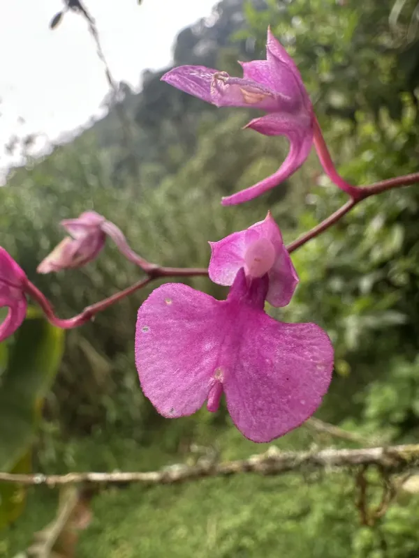 Comparettia falcata