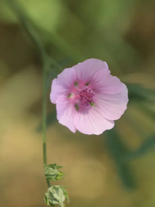 Hemp-leaved mallow