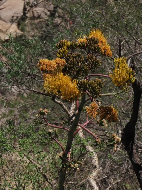 Golden agave