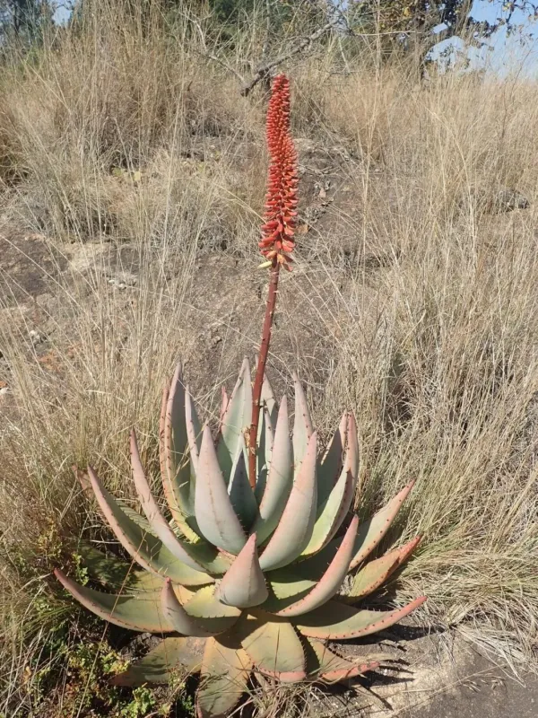 Aloe petricola