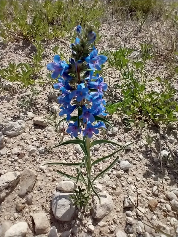 Narrowleaf penstemon