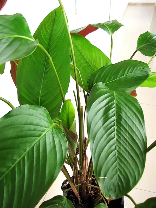 Haumania liebrechtsiana