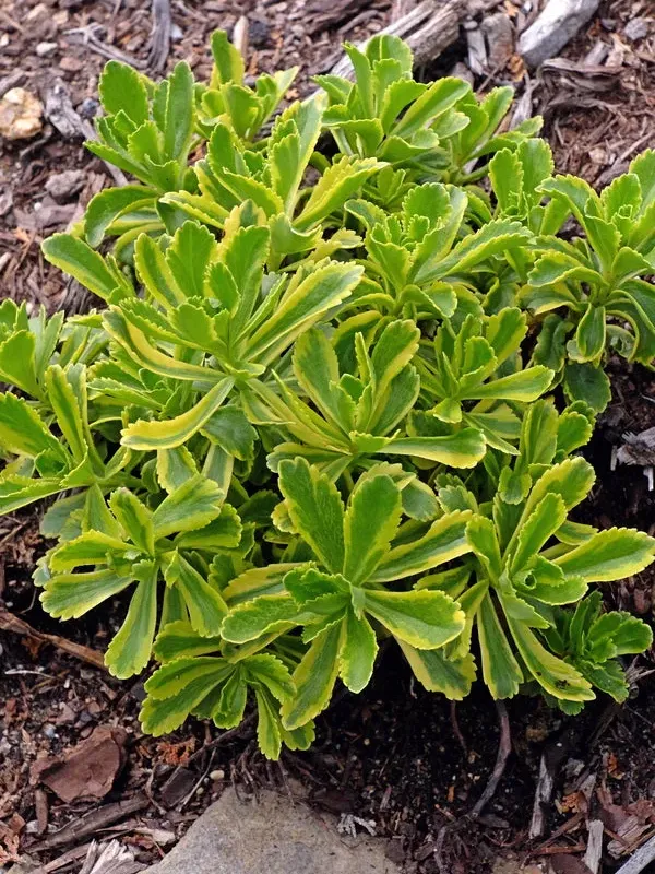 Phedimus ellacombeanus