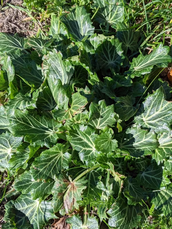 Eryngium variifolium