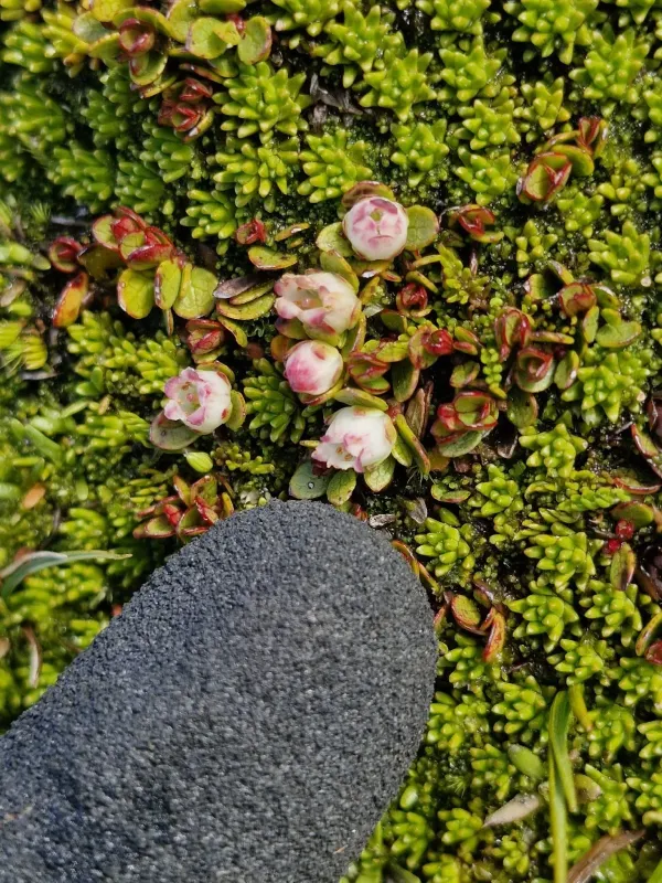 Gaultheria nubicola