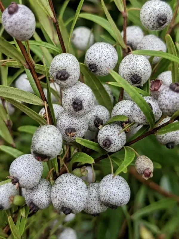 Austromyrtus