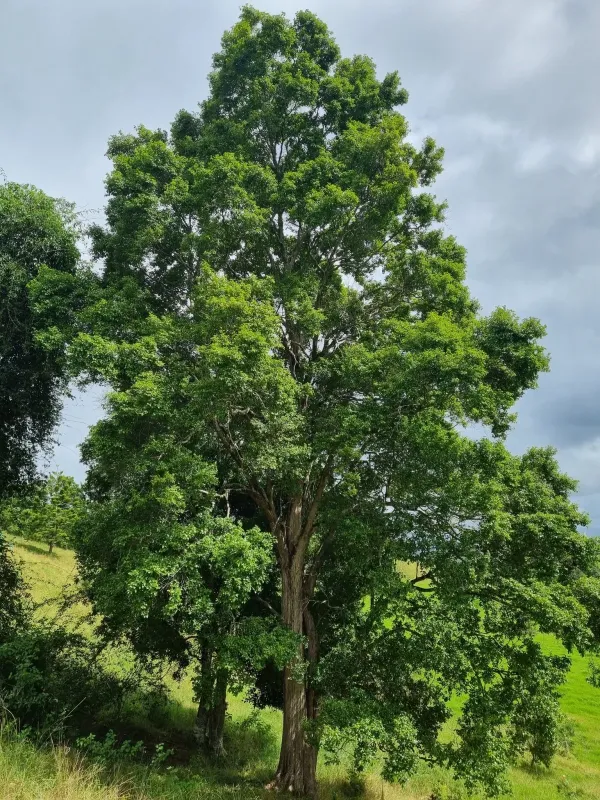 Backhousia sciadophora