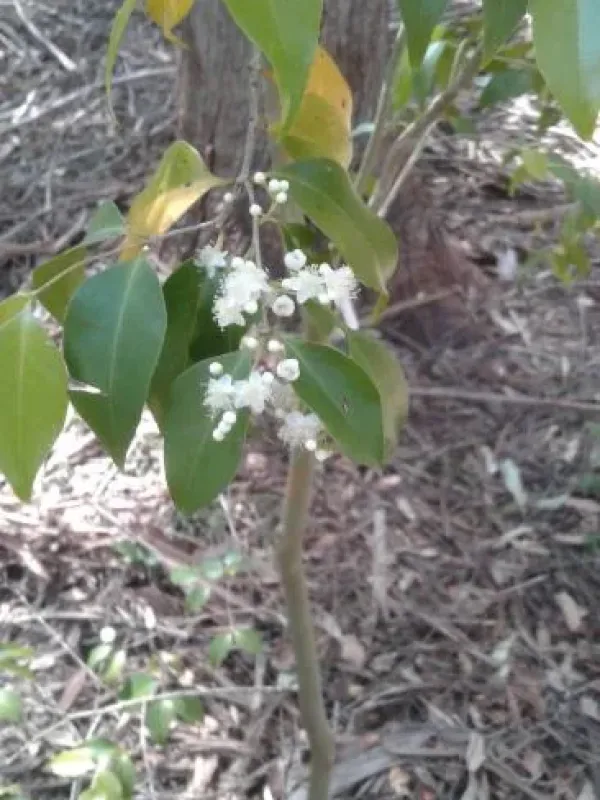 Gossia acmenoides