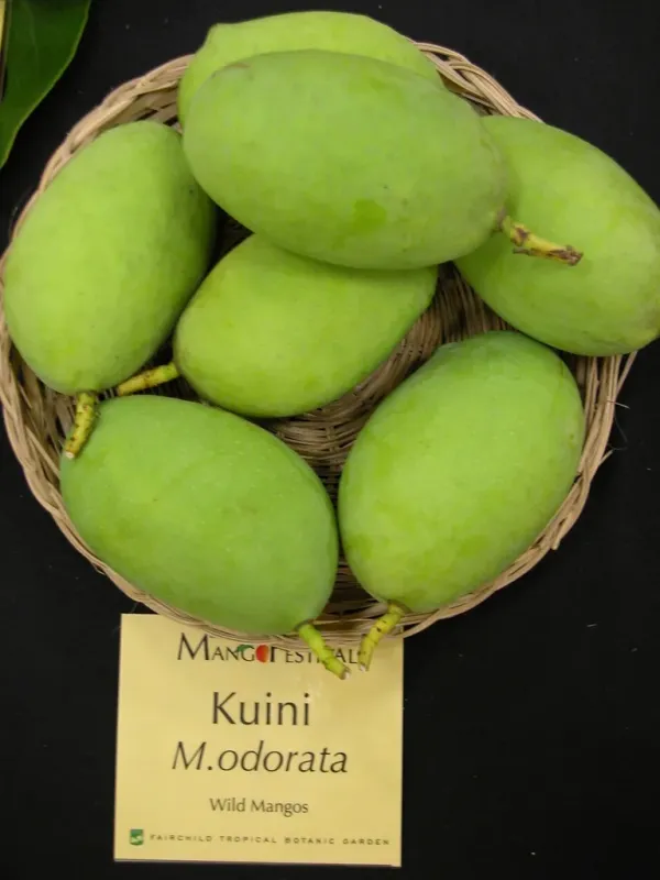 Кувини