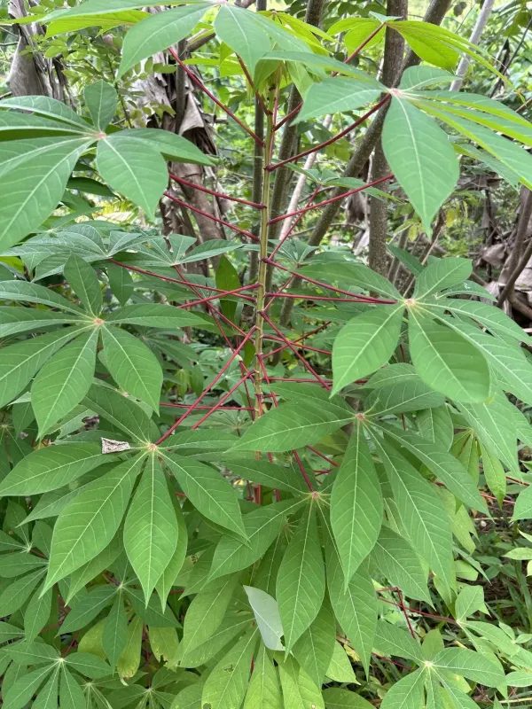 Guiana cassava