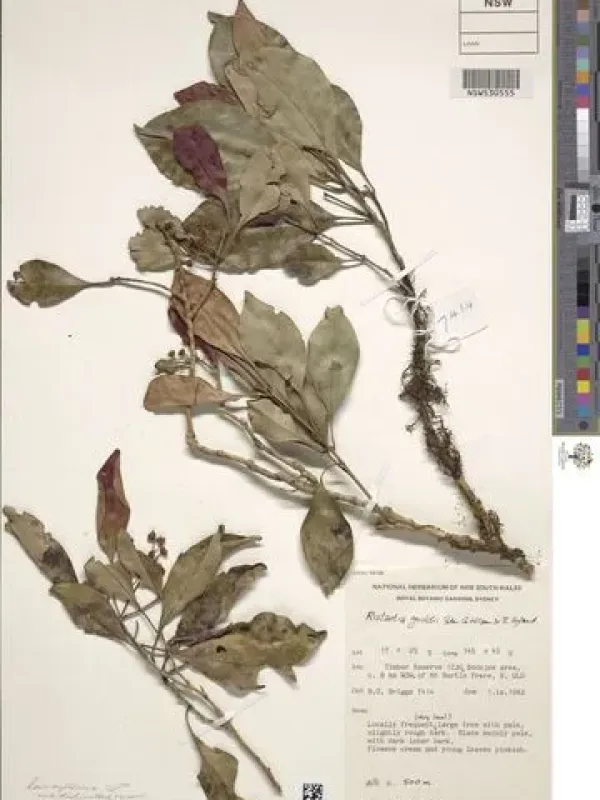 Ristantia gouldii