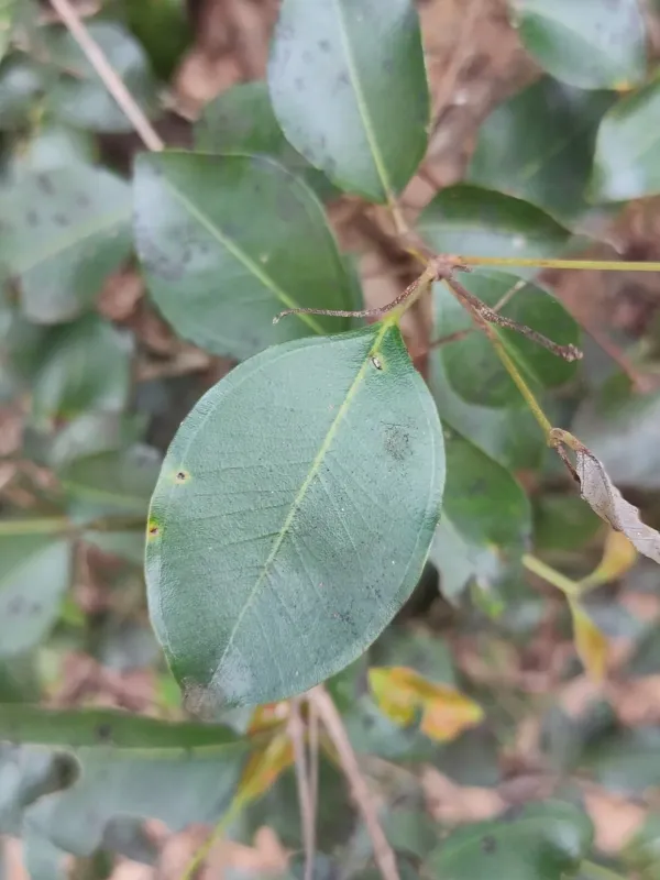 Rhodamnia dumicola