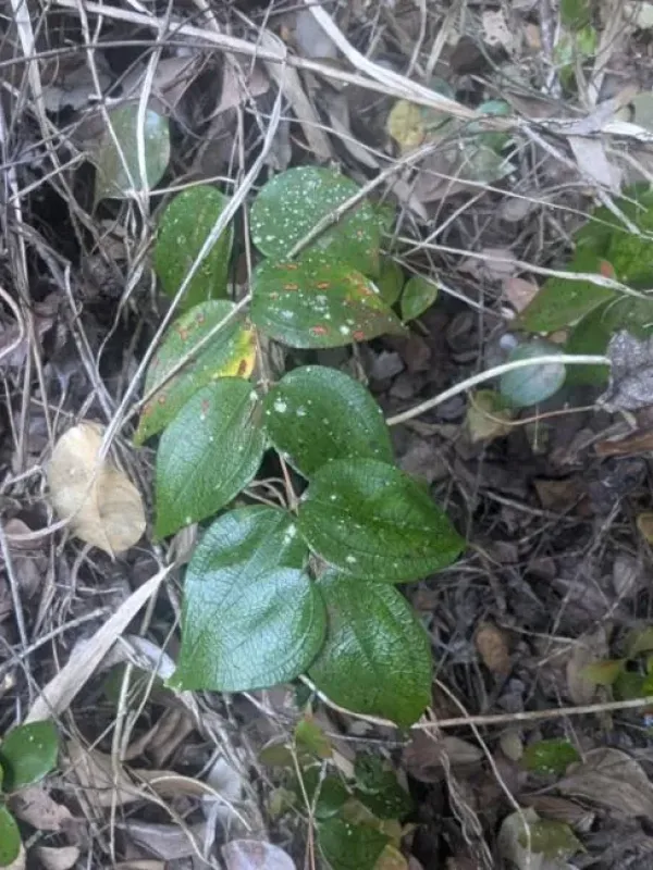 Rhodamnia pauciovulata