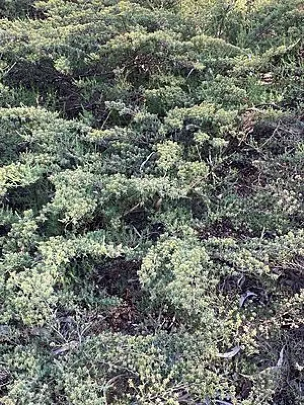 Homoranthus melanostictus