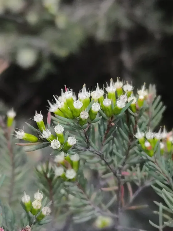 Homoranthus virgatus