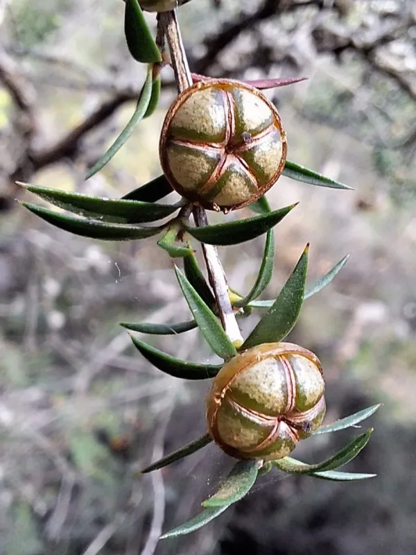 Leptospermum continentale