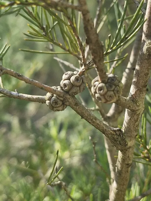 Melaleuca nodosa