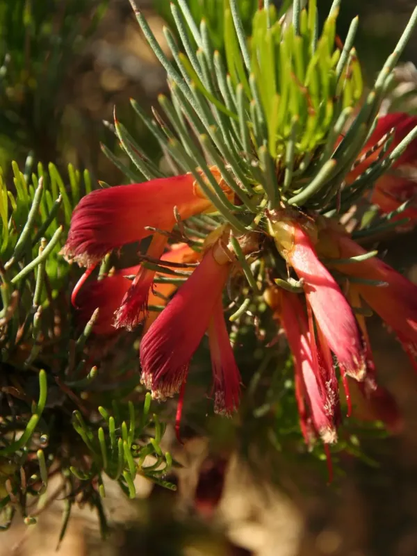 Melaleuca torulosa