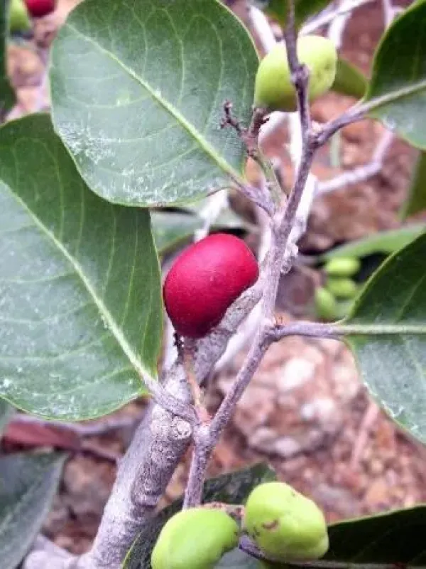 Syzygium frutescens