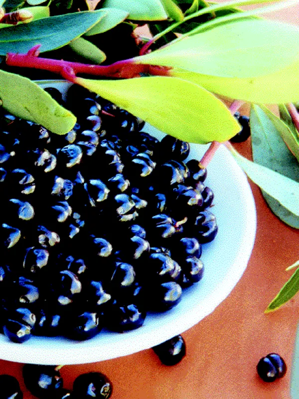 Syzygium bungadinnia