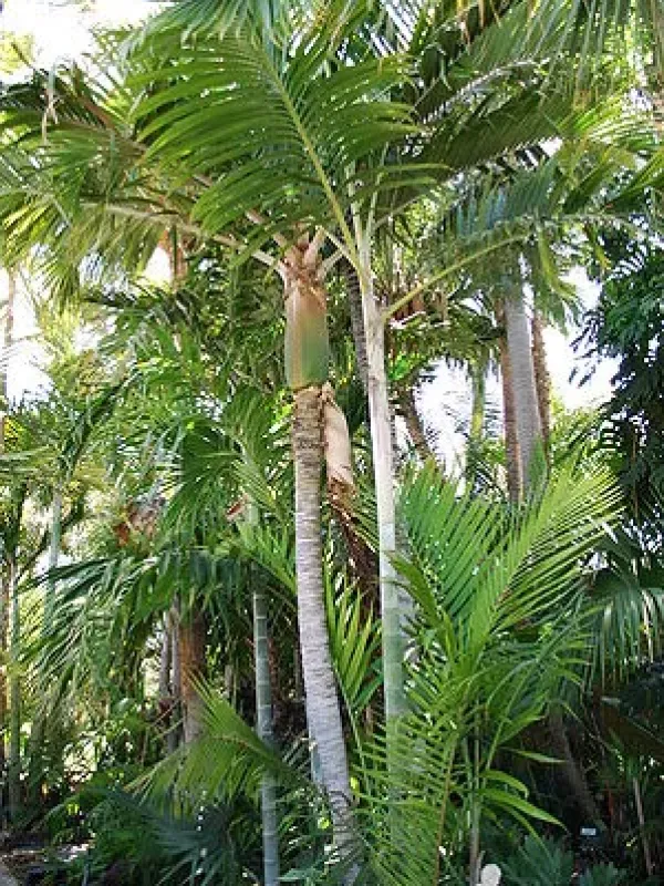 Chrysalidocarpus pembanus