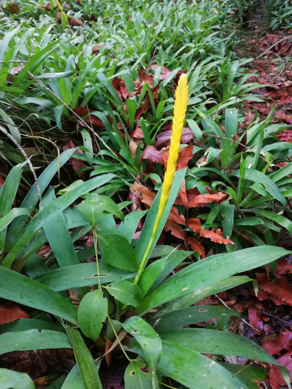 Goudaea chrysostachys