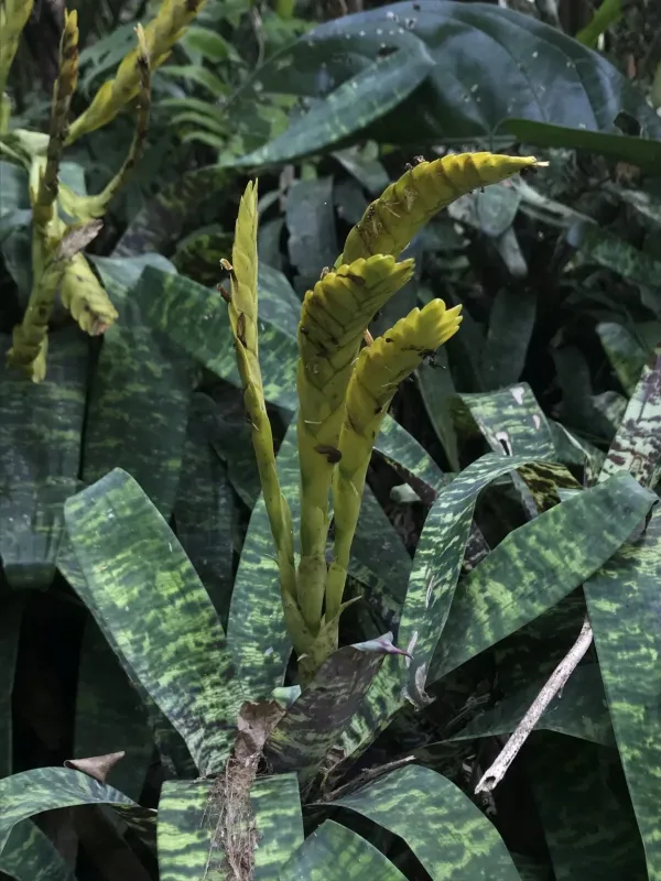 Goudaea ospinae