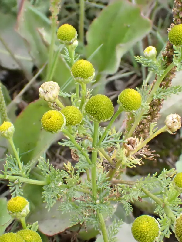 Pineappleweed